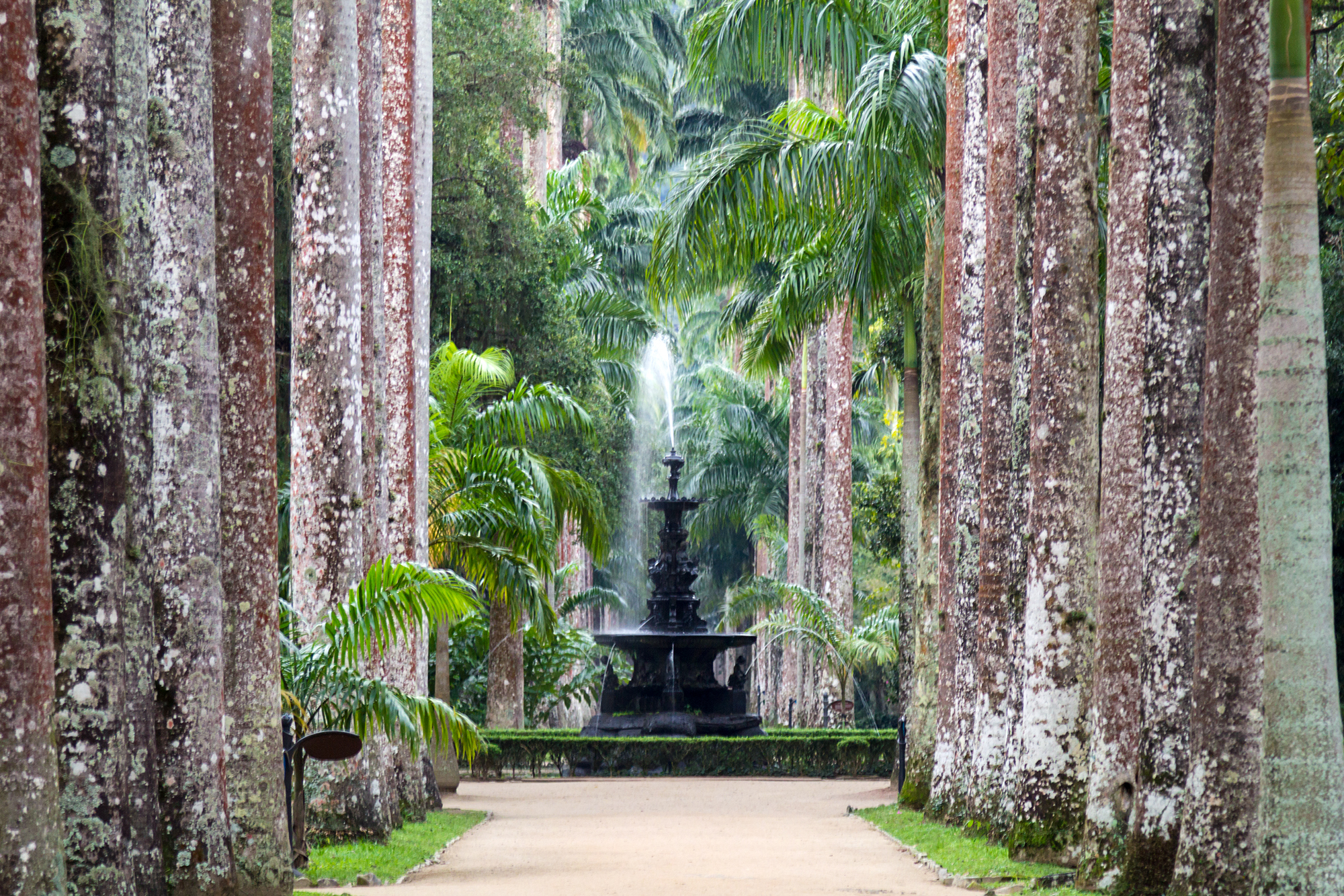Botanic Garden - Rio de Janeiro - Brazil