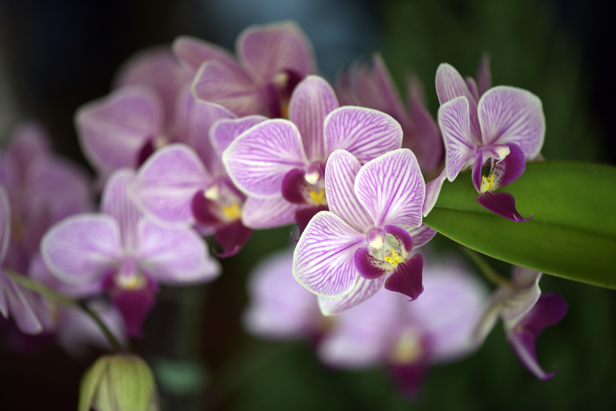 The Orchidarium - Botanic Garden - Rio de Janeiro Brazil