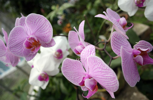 Botanic Garden Flowers in Rio de Janeiro Brazil Botanic Garden Flowers in Rio de Janeiro Brazil