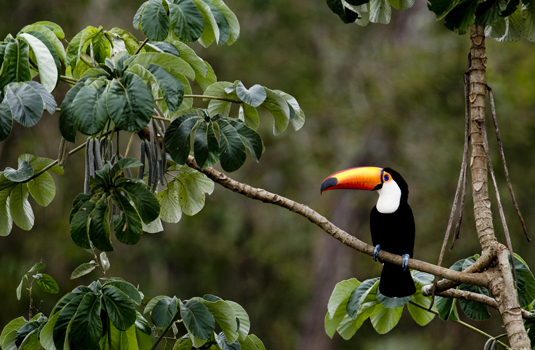 Birds from Pantanal Birds from Pantanal