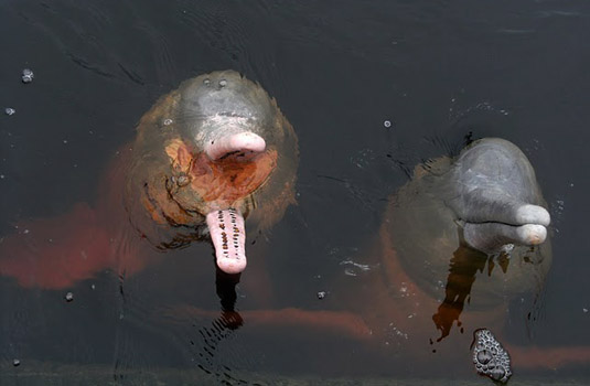 Pink dolphins - Black river - Manaus Brazil Pink dolphins - Black river - Manaus Brazil